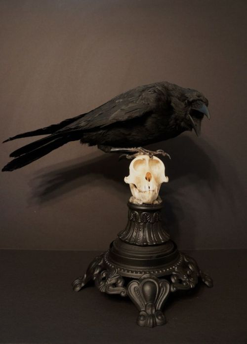 3xschwarzerkater:    dark curiosities  