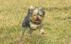handsomedogs:Tiny yorkie by Happy At Last