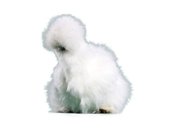 blubbforever:  souffleguy:  A transparent fluffy chicken just for your blog!   like the one she got 