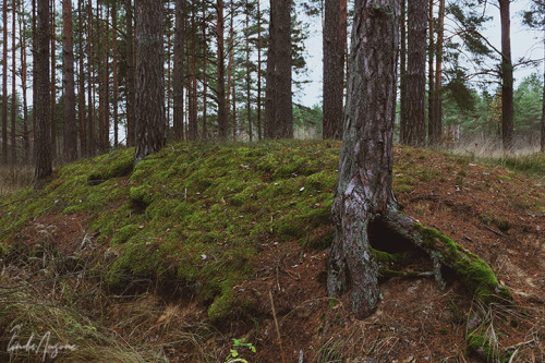 lindagoesmushrooming