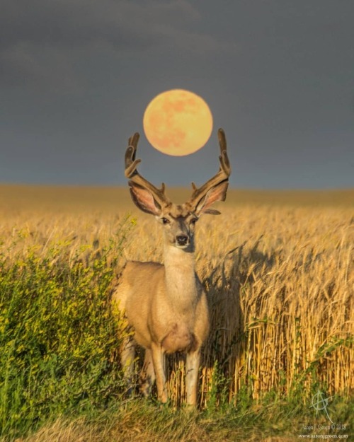 maureen2musings:Buck Moonhomegroenphotography