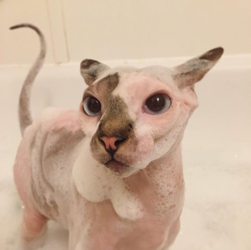 quintessence-dust: darrel is NOT happy about bath day