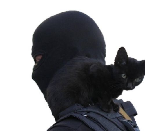 Masked Men And Cats Are Now My New Fav Thing