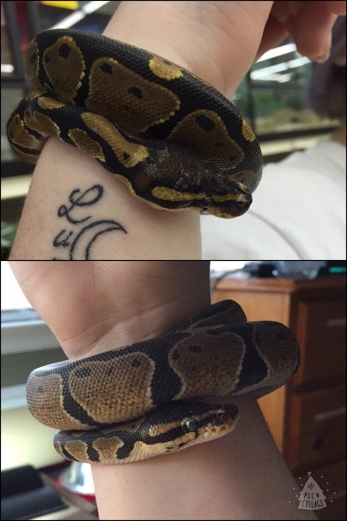 ballpythoncrazy: The top picture is when I got her, the bottom picture was today. She is doing so mu