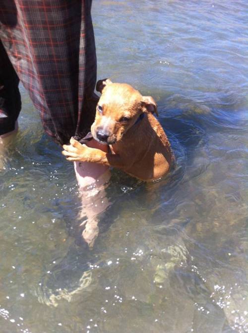 cute-overload:  She does this once she has had enough with swimming, isn’t she adorable ?http://cute-overload.tumblr.com source: http://imgur.com/r/aww/Lfu70Ue