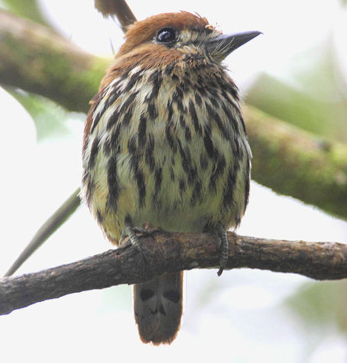 astronomy-to-zoology: Lanceolated Monklet (Micromonacha lanceolata) …a small species of puffb