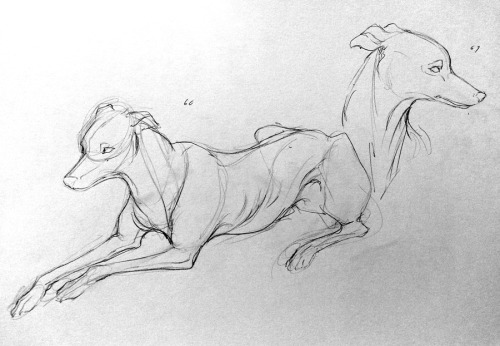 skoolmunkee:  malinfalch:  drew greyhounds in class this week!  oh, look at those sweeties! My friend and I went to a life drawing class series and we kept saying I should draw Union like life drawing and… I never did… :( 