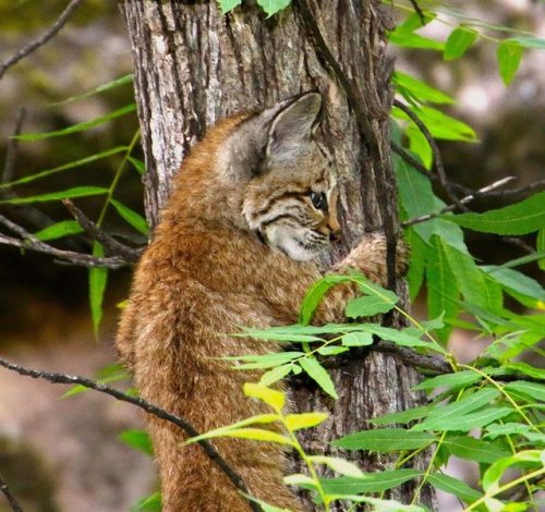 americasgreatoutdoors:Bobcats thrive at Gila Cliff Dwellings National Monument in New Mexico but are