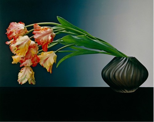 Robert Mapplethorpe, Parrot Tulips, 1988