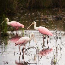 rhamphotheca:Roseate Spoonbills (Platalea