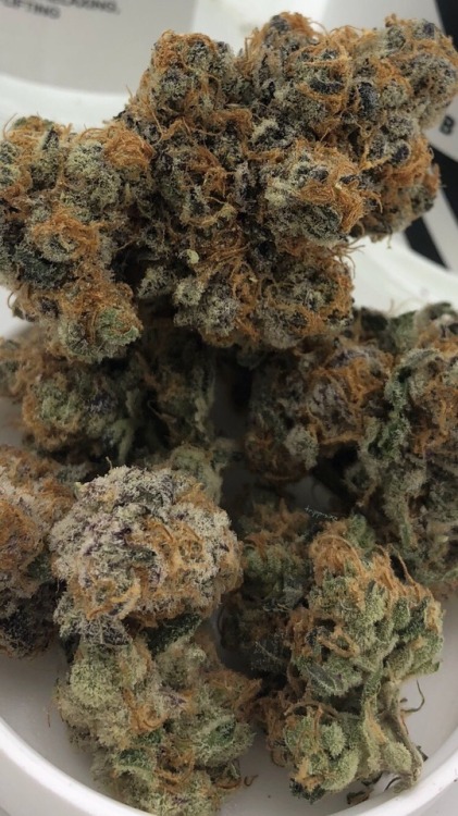 tripp-sixx:Purple Punch cultivated by Black Leaf
