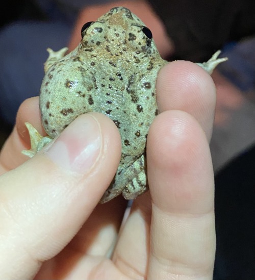 Behold the Mexican spadefoot toad [Spea multiplicata], a plum-sized burrower that looks like it neve