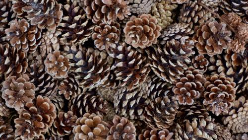 Abstract - Pine Cones.