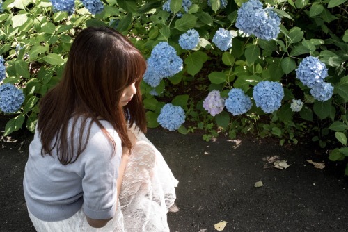 紫陽花。