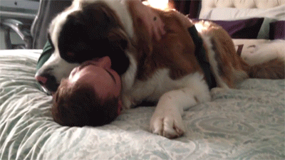 Porn Pics onlylolgifs:  Huge Saint Bernard dog being