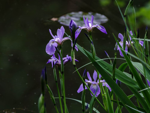 at Meadowlark Botonical Gardens, Virginiaphoto: David Castenson