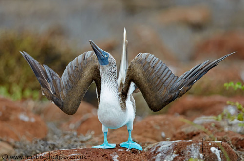 magicalnaturetour:“Blue-footed Booby” by Austin Thomas