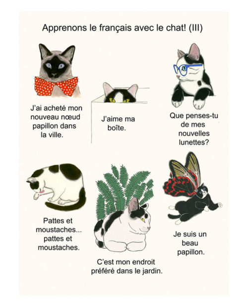 Let’s Learn French with the Cat! (Part III) - Matou en Peluche