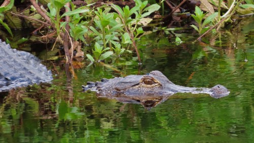 Beasts And Creatures From The Swamp (Notropis Chalybeaus, Alligator Mississippiens, Tettigidea Sp)