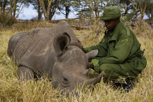 nubbsgalore:  today is world wildlife day. consider that the african elephant is listed as vulnerabl