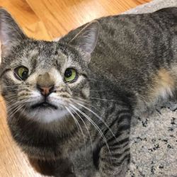 hustleinatrap:  Meet The Cat With An Extra Chromosome Put On Death Row Because She Looked A Little DifferentMeet Maya, a year-old tabby cat with a chromosomal abnormality. She was found behind a Chinese food restaurant and brought to a kill shelter, where