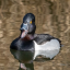 birdingbureaucrat