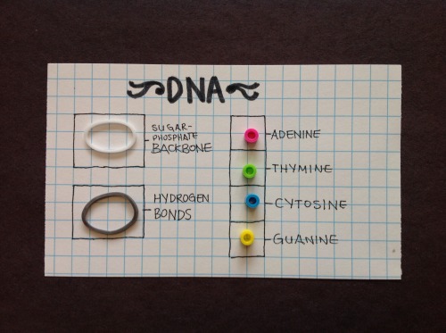 “DNA~ #rainbowloom #perler” Made By ICreate. 