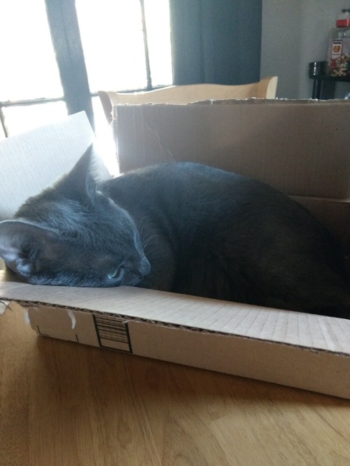 He has several beds. And a cat tree. And a couple of window hammocks. But no. It’s a box. Ever