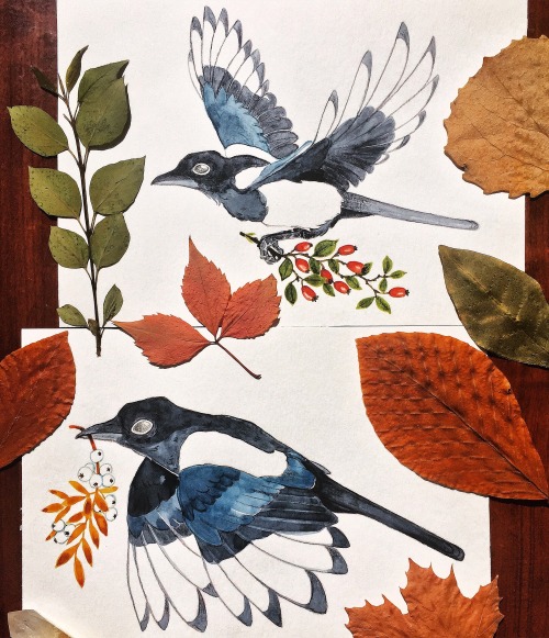 [ID: Watercolour illustrations of common magpies in flight. One has a rose hip branch in its claws, 