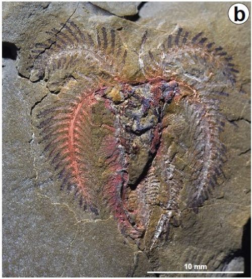 For #fossilfriday, meet the Fezouata BiotaIn 2010, a paper on the Fezouata formation in the Anti-Atl