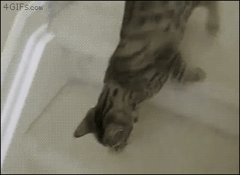 Cat moves down stairs like a slinky