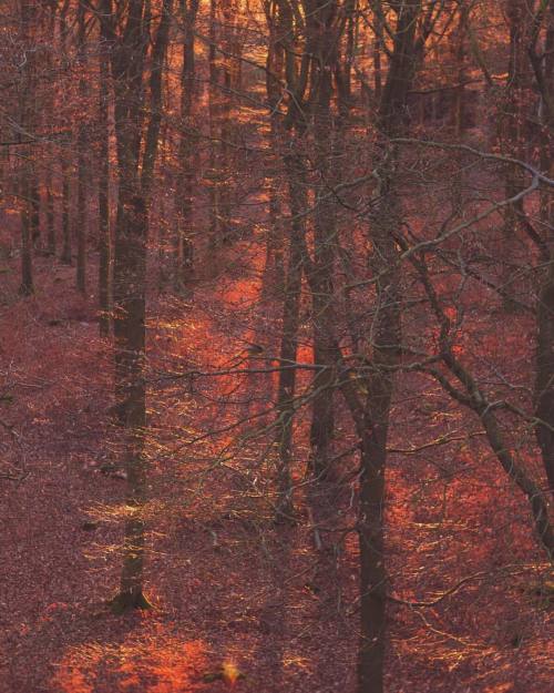 Last day of the year #last #year #oldyear #woods #trees #tree #treeoflife #red #mood #germany #hesse