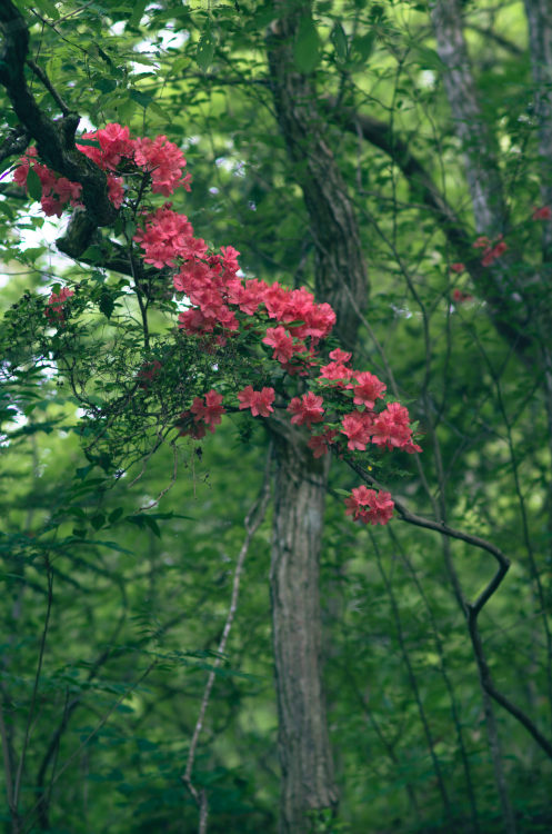 90377: Renge-tsutsuji flower by Kiyoshi YAMATODANI