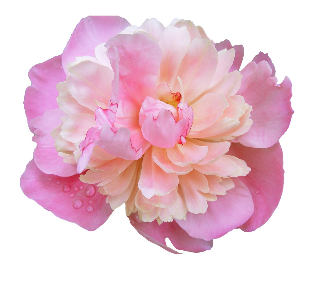transparent-flowers:  Dewy Pink Peony. (x). 