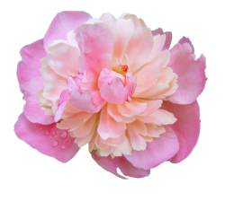transparent-flowers:  Dewy Pink Peony. (x).