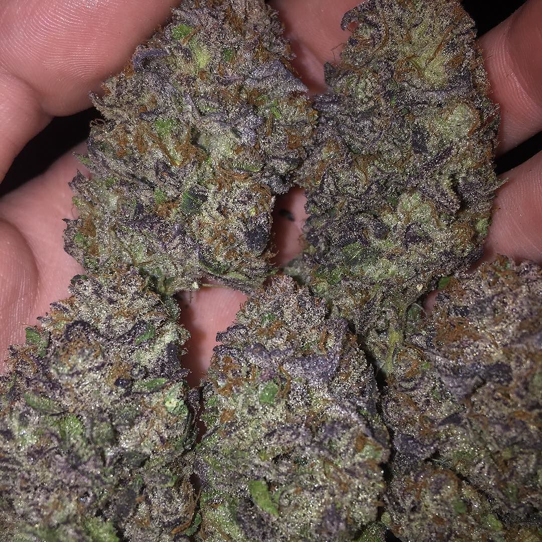 weedporndaily:  Fresh blackberries 🍇🔥 #alaskanblackberry #matanuskathunderseeds