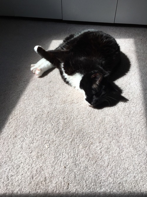 kitten-pictures: At 16 she’s earned her time in the sun :) / via
