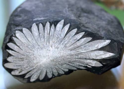 Chrysanthemum stoneThis beautiful rock specimen comes from deposits in Hunan province, China. No, th