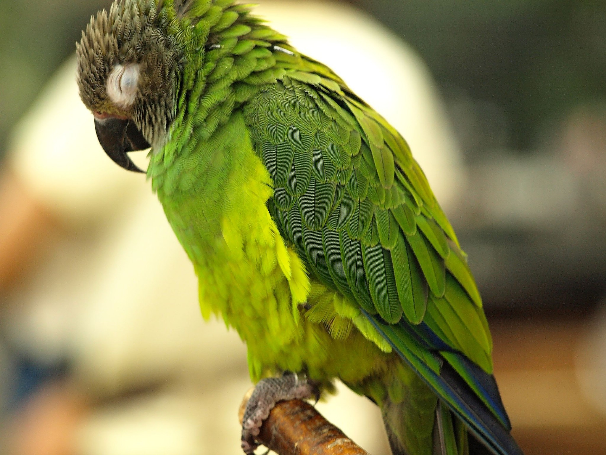 dusky headed conure