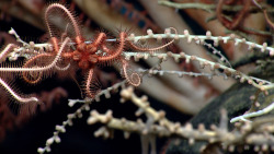 realmonstrosities:  A spiky brittle star crawling all over a bamboo coral.…Image: NOAA 