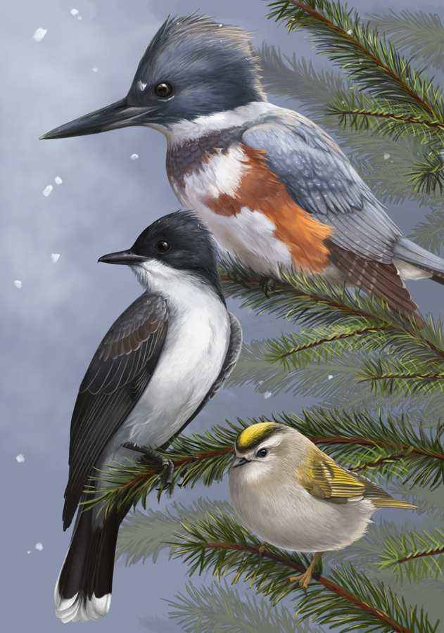 We three kings of avian are
Migrant birds who travel afar.
Fluff and feather, snowy weather,
Pooping on yonder car.
This was my holiday card design this year! Featuring the belted kingfisher, eastern kingbird, and golden-crowned kinglet. Because who...