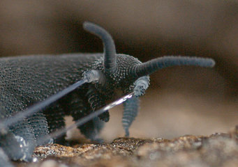 XXX jevilcore:The velvet worm has a beam attack. photo