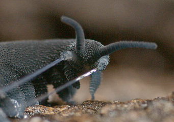 Sex jevilcore:The velvet worm has a beam attack. pictures