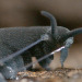 Porn jevilcore:The velvet worm has a beam attack. photos