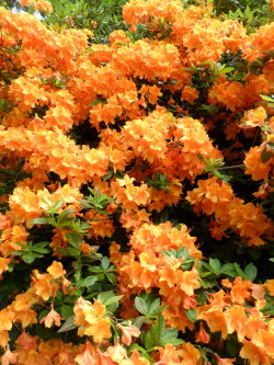 vwcampervan-aldridge:  Bright orange Rhododendron, Shugborough Hall, Staffordshire, England All Original Photography by http://vwcampervan-aldridge.tumblr.com 