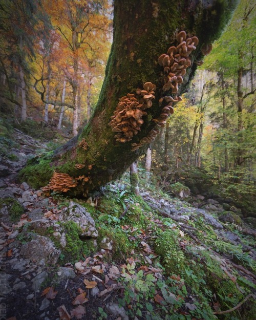 Primeval / Virgin Forest by Rudolf Vlček