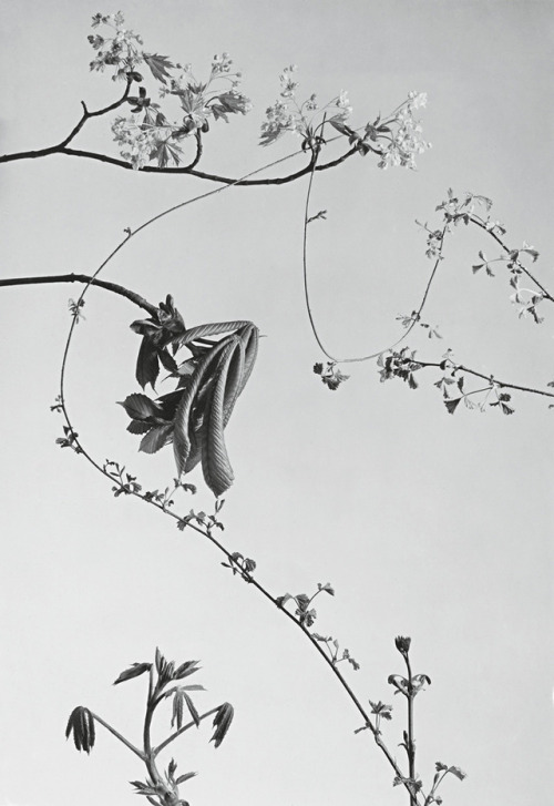 poetryconcrete:Branches, photography by Werner Bischof, 1941, in Zurich, Switzerland.
