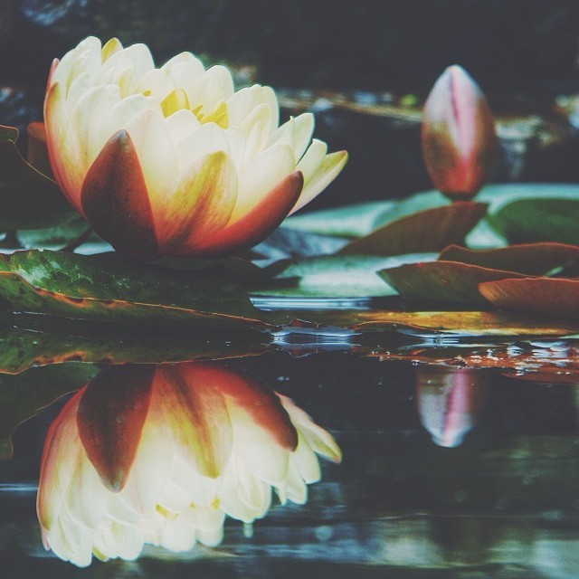 saepphire:  tmrphotography:  Reflectionz   ❁  Lotus flowers are beautiful.They