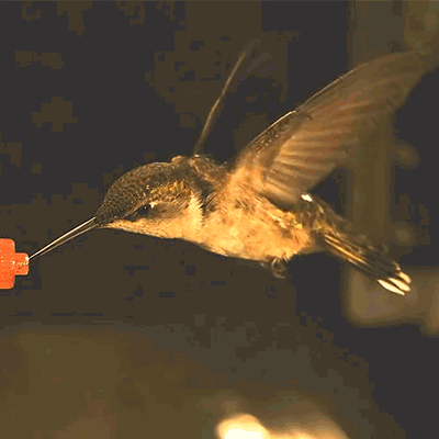 jade2012arg:  Hummingbirds change the position and motion of each wing independently