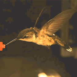 nytvideo:  Hummingbirds change the position and motion of each wing independently as those wings beat 40 times a second. And they do it in the space of one wingbeat http://nyti.ms/1GUOJIm